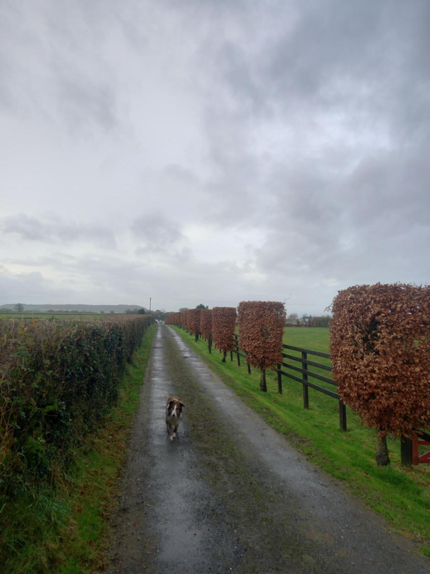 Kitty'S Cottage - Horse And Jockey, Cashel Thurles Ngoại thất bức ảnh